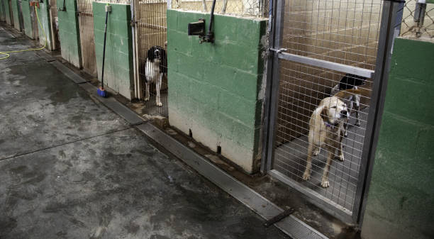 Simon Says Foundation