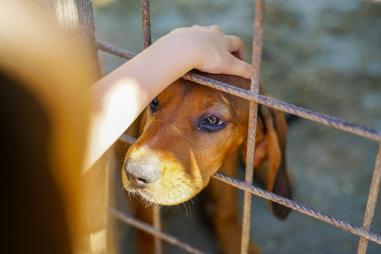 Simon Says Foundation