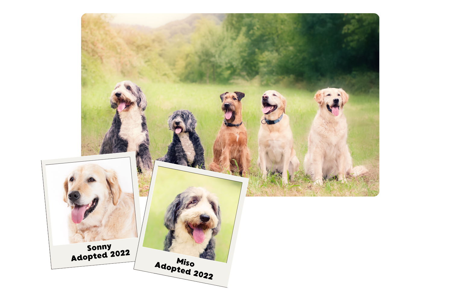 Simon Says Foundation