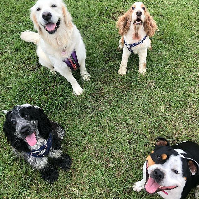 Simon Says Foundation