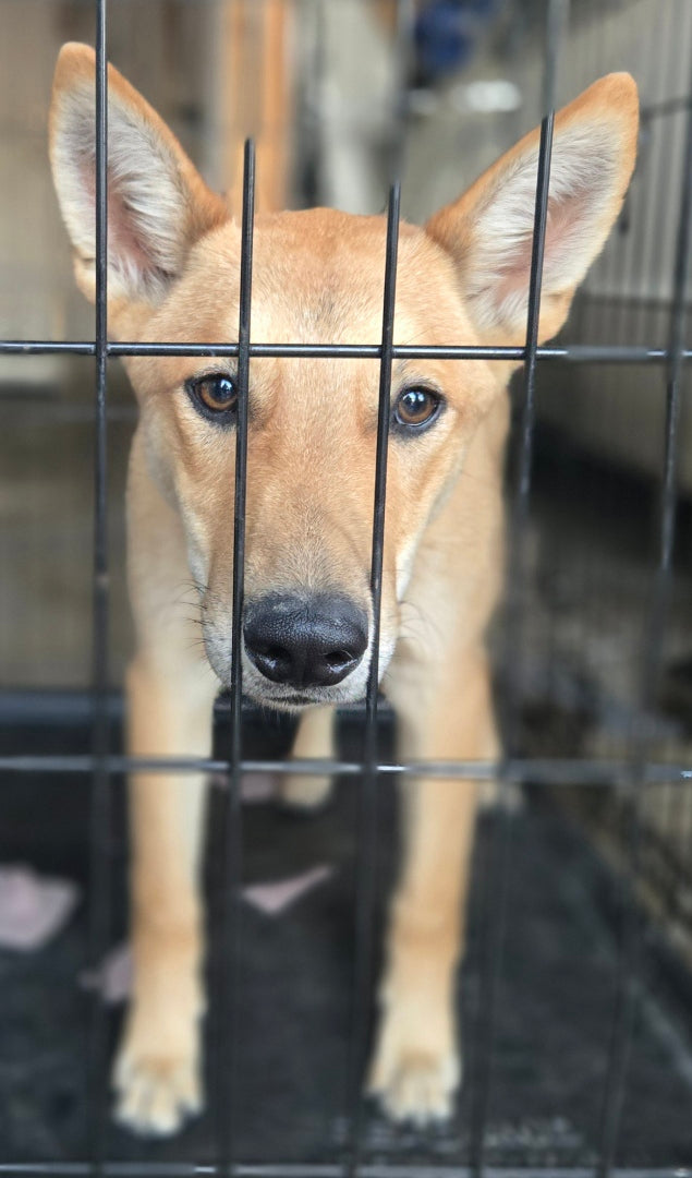 Simon Says Foundation