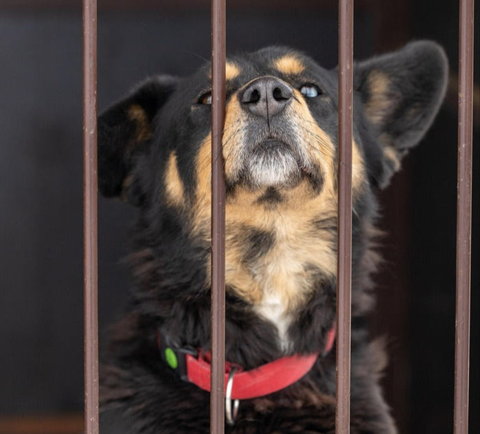 Simon Says Foundation